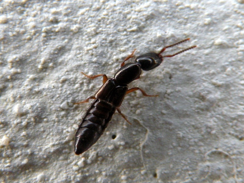 Staphilinidae